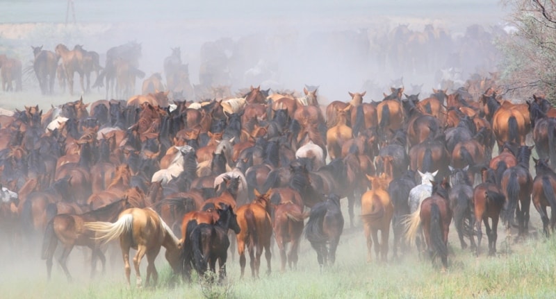 Herd of horses. Almaty of province.